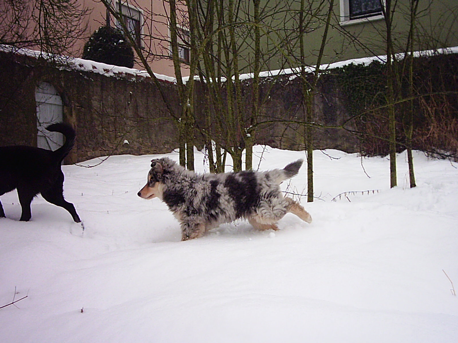 Lenni (Collie, Deutscher Schäferhund) Collie Deutscher Schäferhund 